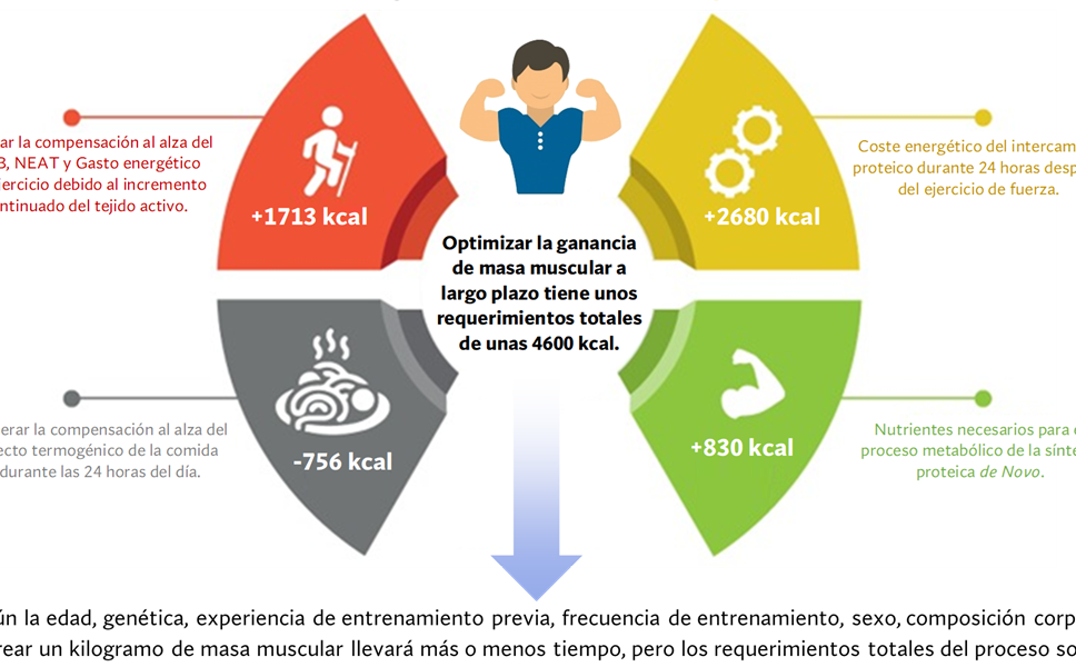 Descubre cuántas calorías se queman al día y cómo optimizarlas