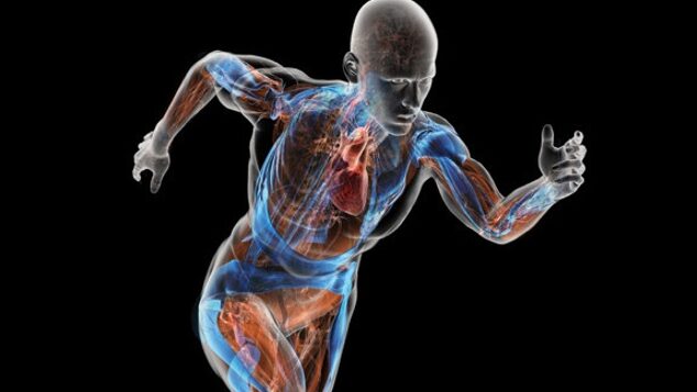 Tipos de energía del cuerpo humano: cómo aprovecharlos al máximo